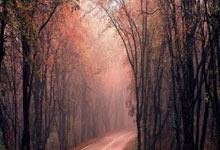 巴黎圣日耳曼积极备战法国杯赛，备受关注